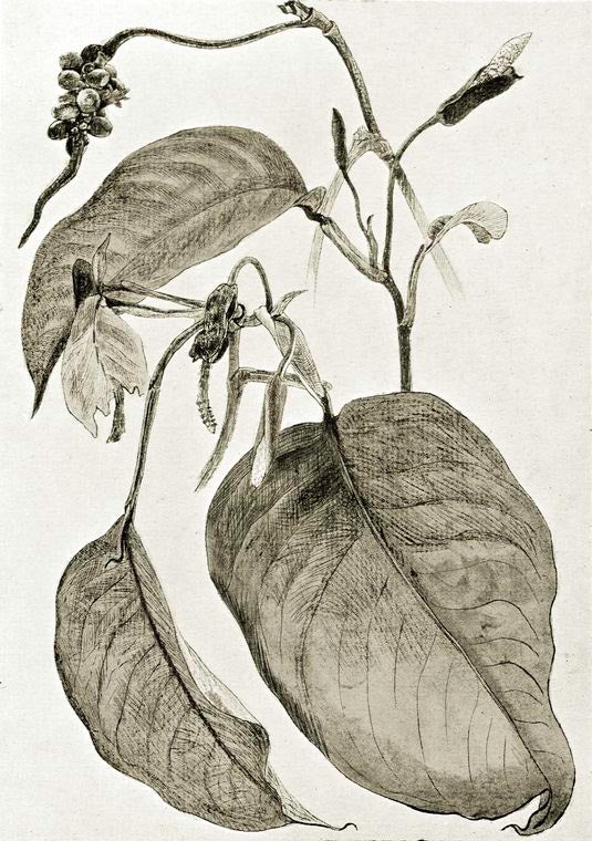A climbing culcasia arum (C. Scandens)