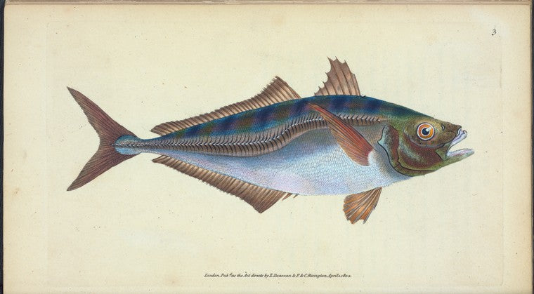Scad, Scomber Trachurus