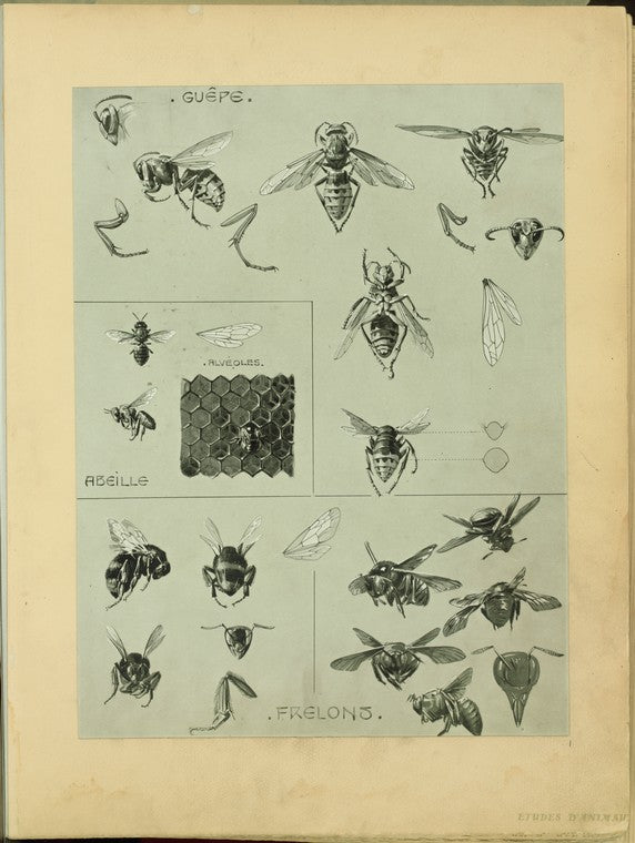 Guêpe ; Alvéoles ; Abeille ; Frelons.