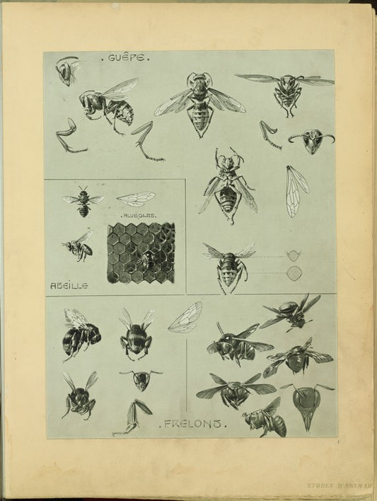 Guêpe ; Alvéoles ; Abeille ; Frelons.