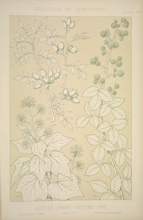 Leaves and Flowers from Nature Ornament no. 6: Wild rose, Ivy and Blackberry full size.