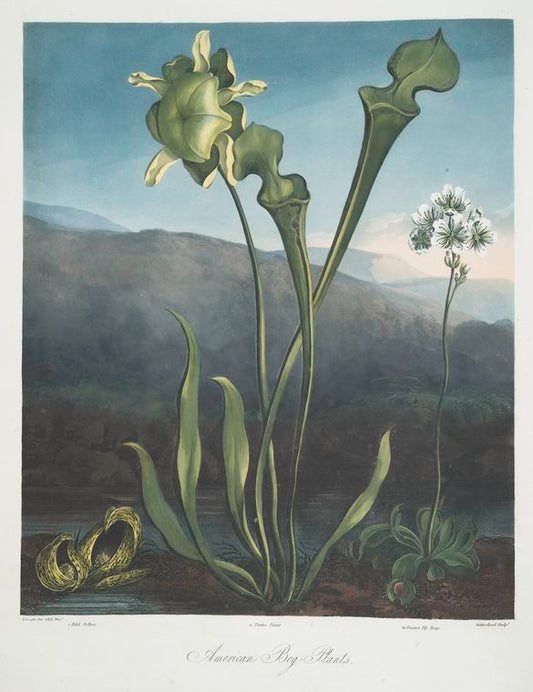 American bog plants. I Fetid pothos. II Pitcher plant. III Venus's fly trap.