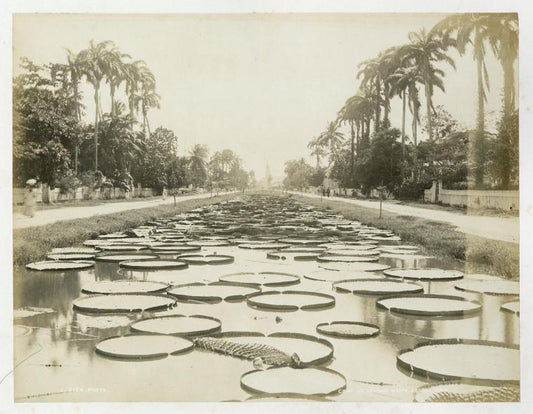 Camp St. looking South; Georgetown.