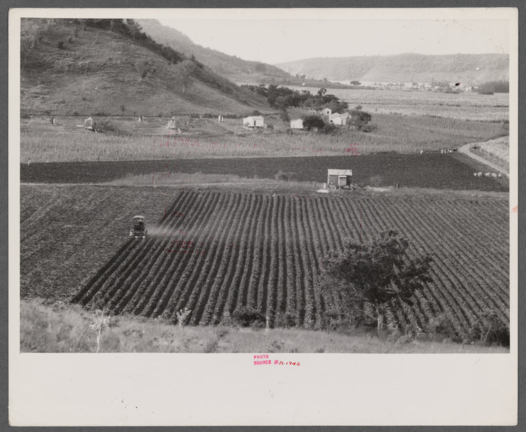 Gyrotiller plowing a sugar field near Guanica, Puerto Rico.