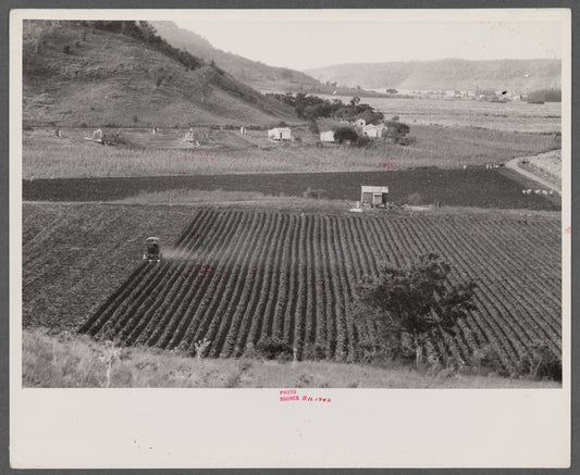 Gyrotiller plowing a sugar field near Guanica, Puerto Rico.
