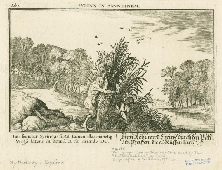 Syrinx in Arundinem