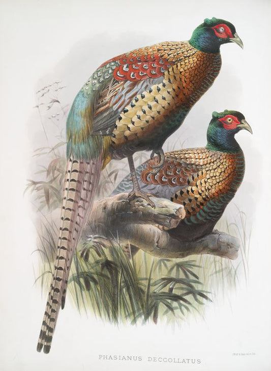 Phasianus deccollatus.