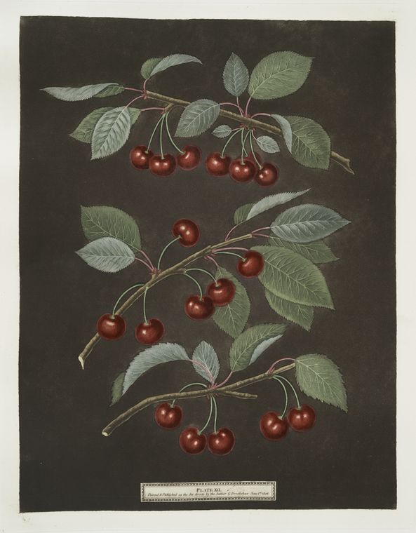 Kentish or Flemish, English bearer and Carnation cherries.