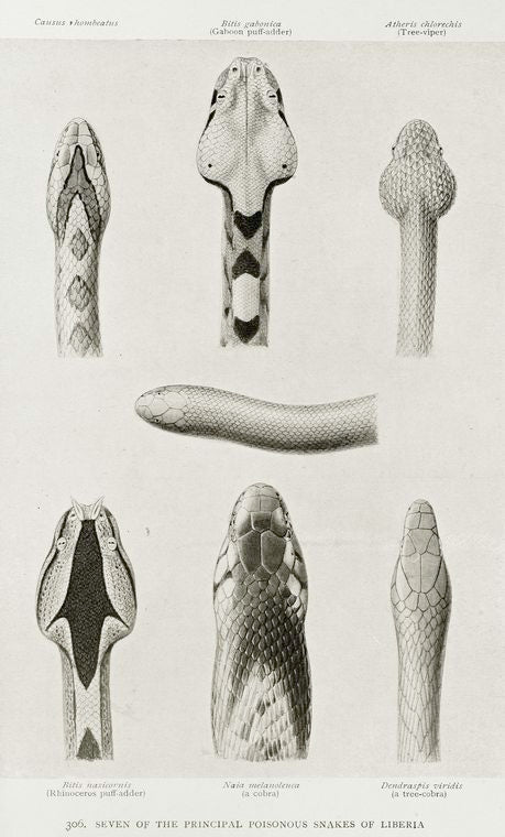 Seven of the principal poisonous snakes of Liberia.