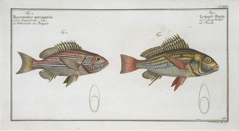 1. Lutjanus Hasta; 2. Holocentrus bengalensis.
