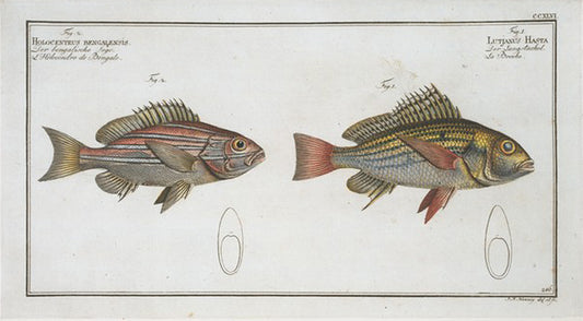 1. Lutjanus Hasta; 2. Holocentrus bengalensis.
