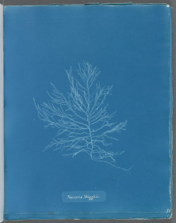 Naccaria Wigghii