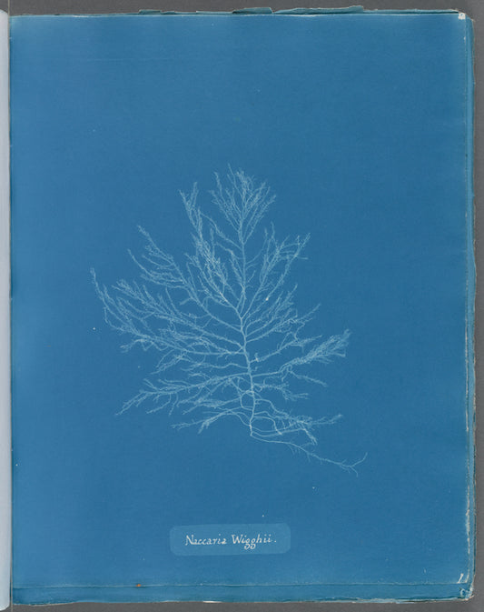 Naccaria Wigghii