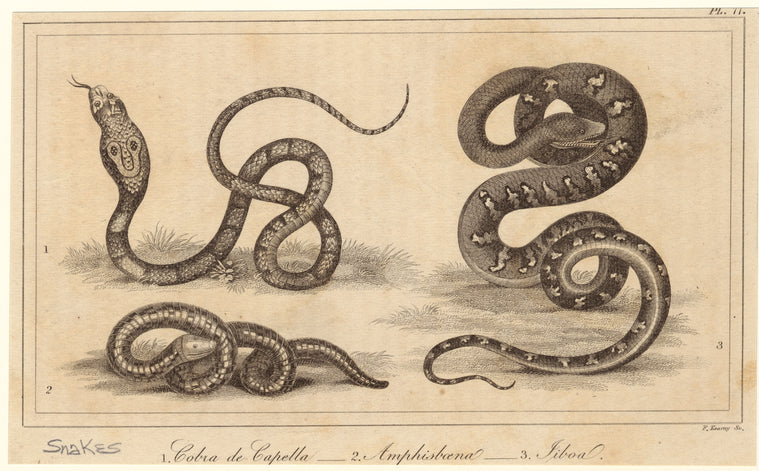 Cobra de capella ; Amphisboena ; [J]iboa