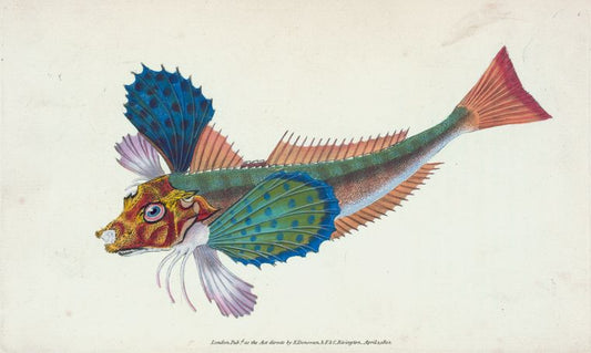 Gurnard, sapphirine, Trigla Hirundo