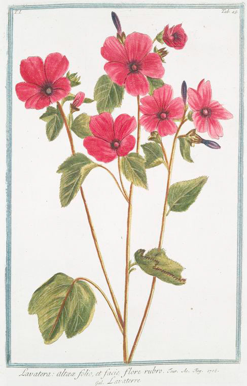 Lavatera, altææ folio, et facie flore rubro = Lavaterre. [Tree Mallow]