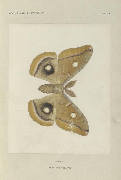 Telea Polyphemus (upper side).
