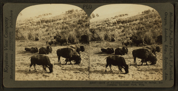 Herd of American Bison, browsing in safety, Yellowstone National Park, Wyo.