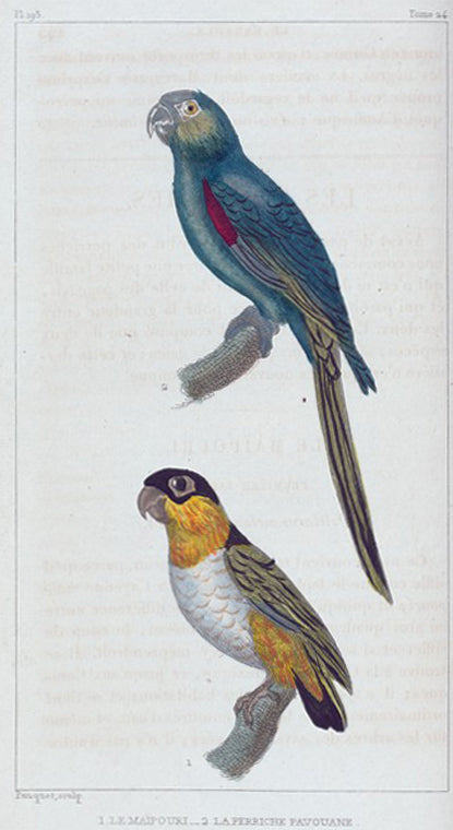 1. Le maïpouri; 2. la perriche pavouane.
