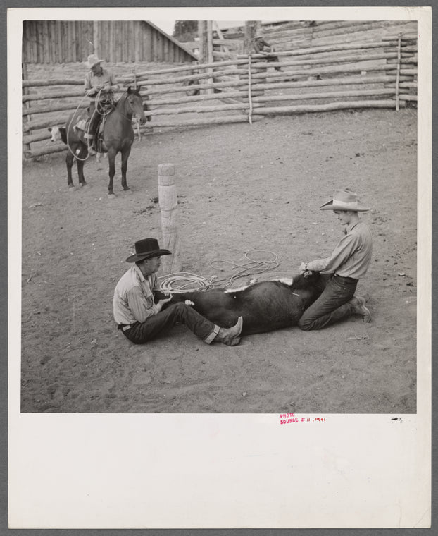 Dudes helping brand a dogie (Hereford calf) in the corral at Quarter Circle U, Brewster-Arnold Ranch Company. Birney, Montana.