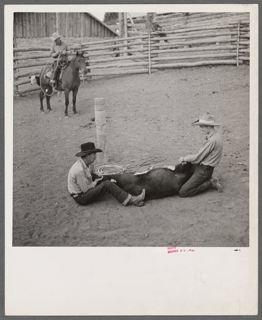 Dudes helping brand a dogie (Hereford calf) in the corral at Quarter Circle U, Brewster-Arnold Ranch Company. Birney, Montana.