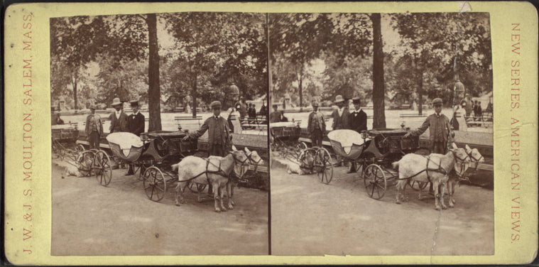 View in Central Park, New York.
