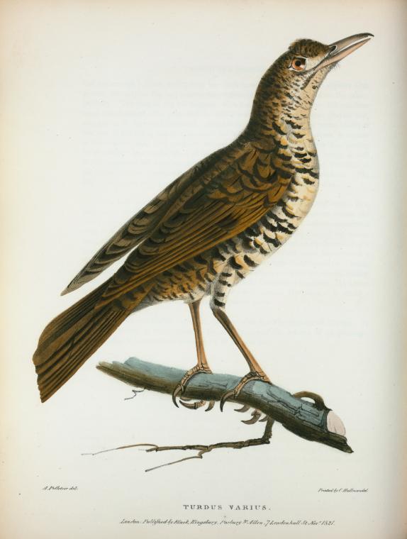 Turdus varius.