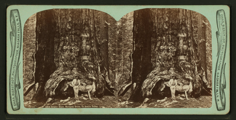 Grisley Giant, Mariposa Grove, Yo Semite [sic] Valley.