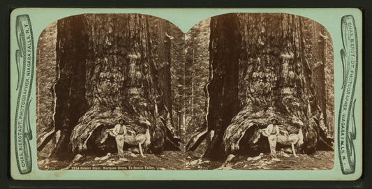 Grisley Giant, Mariposa Grove, Yo Semite [sic] Valley.