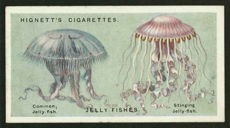 Jelly fishes.