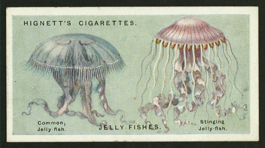 Jelly fishes.