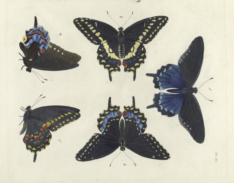 1. 4. Papilio Philenor ; 2. 3. and 5. Papilio Asterias.