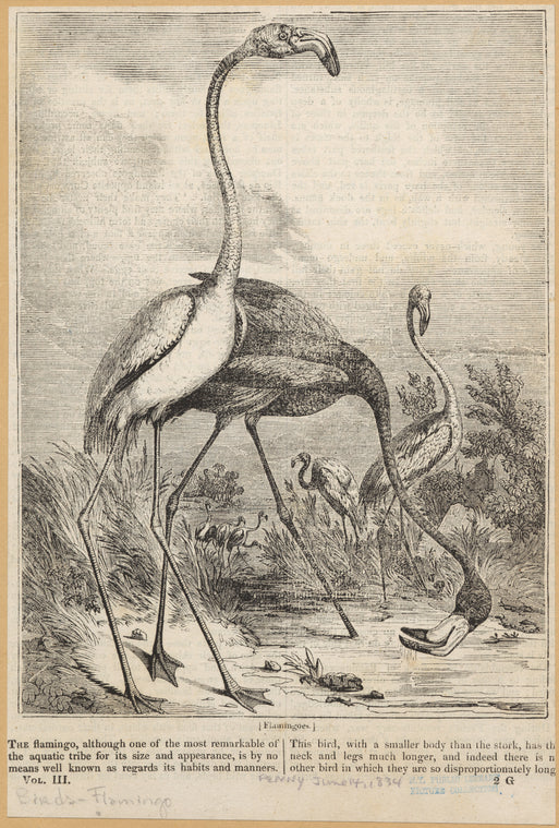 Flamingoes