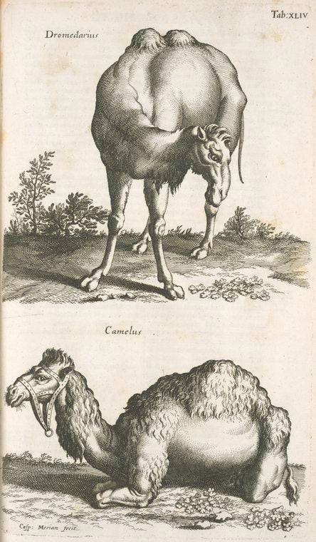 Dromedarius; Camelus.