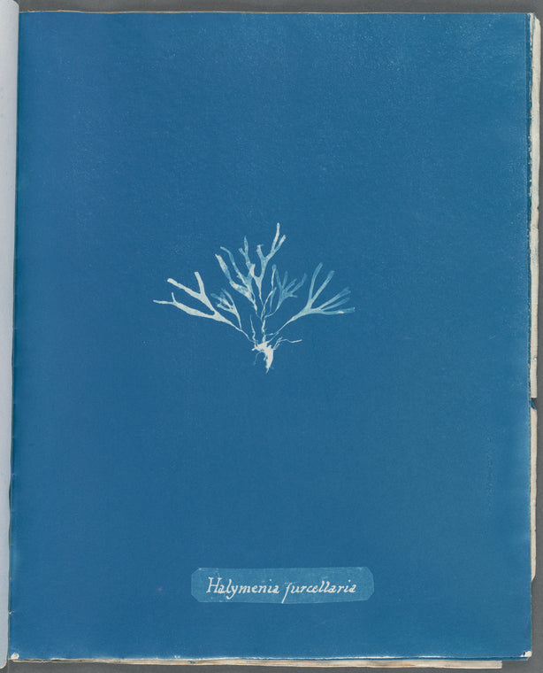 Halymenia furcellaria