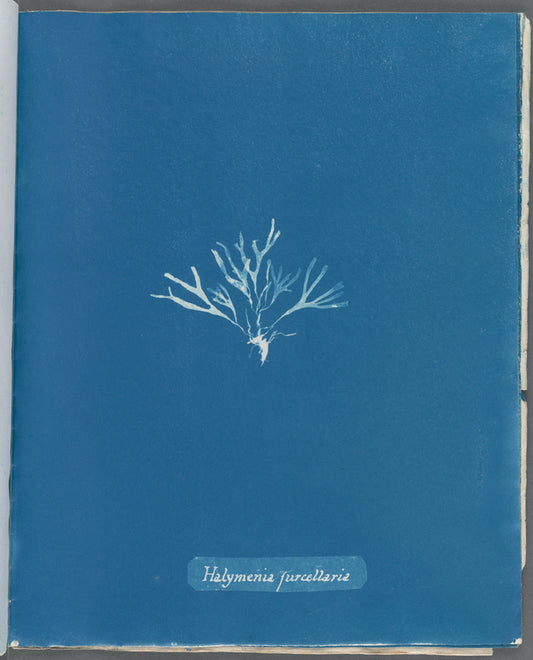 Halymenia furcellaria