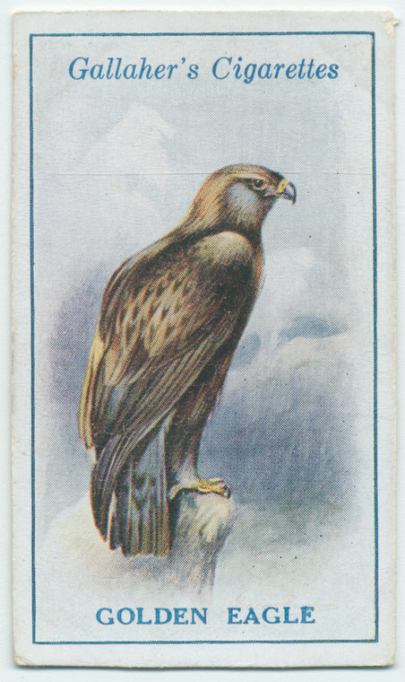 Golden eagle.