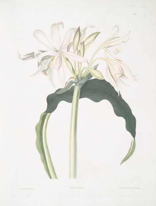 Amaryllis aulica