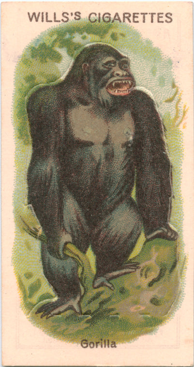 Gorilla.