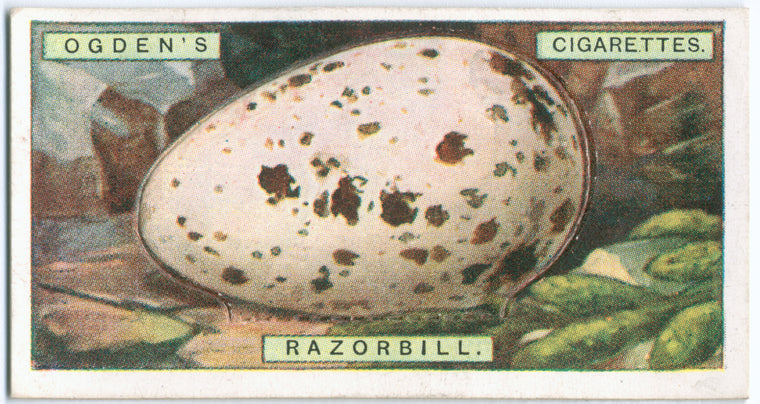 Razorbill's egg.