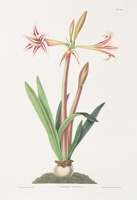 Amaryllis vittata (minor)