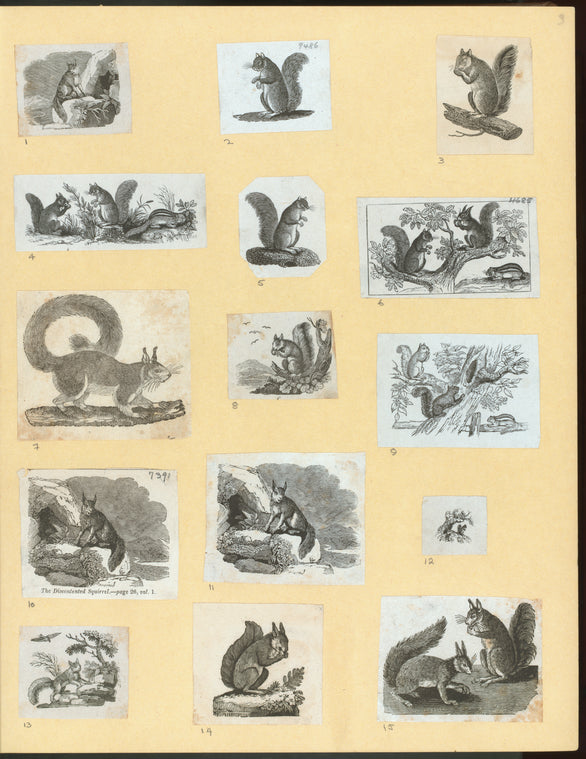 Squirrels.