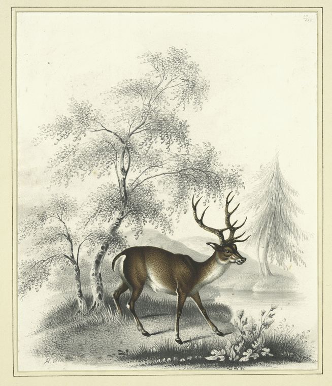 A deer