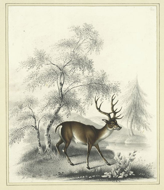 A deer