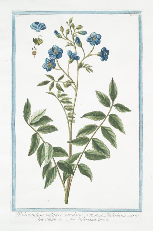 Polemonium vulgare coeruleum = Valeriana coerulea = Valeriana Greca. [Jacob's ladder]