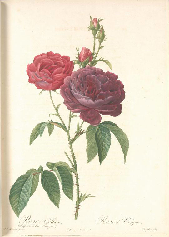 Rosa Gallica (Purpuroviolacea Magna); Rosier Evêque (syn)