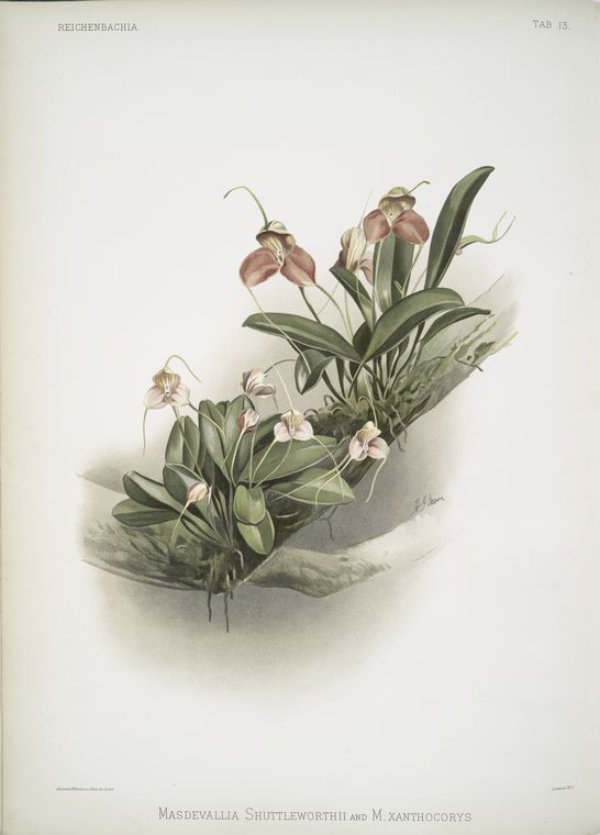 Masdevallia shuttleworthii and M. xanthocorys.