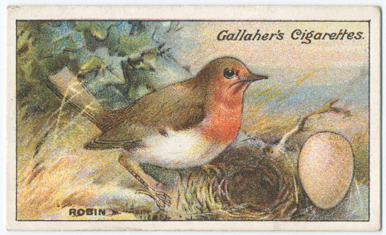 Robin.