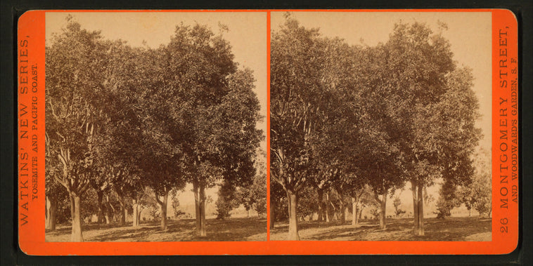 View in Wolfskill's orange grove, Los Angeles.