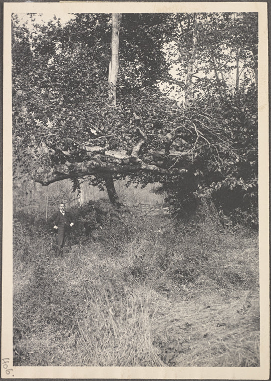 Mr. Dove, beech-nut tree and spring under it, Port Washington, L.I.